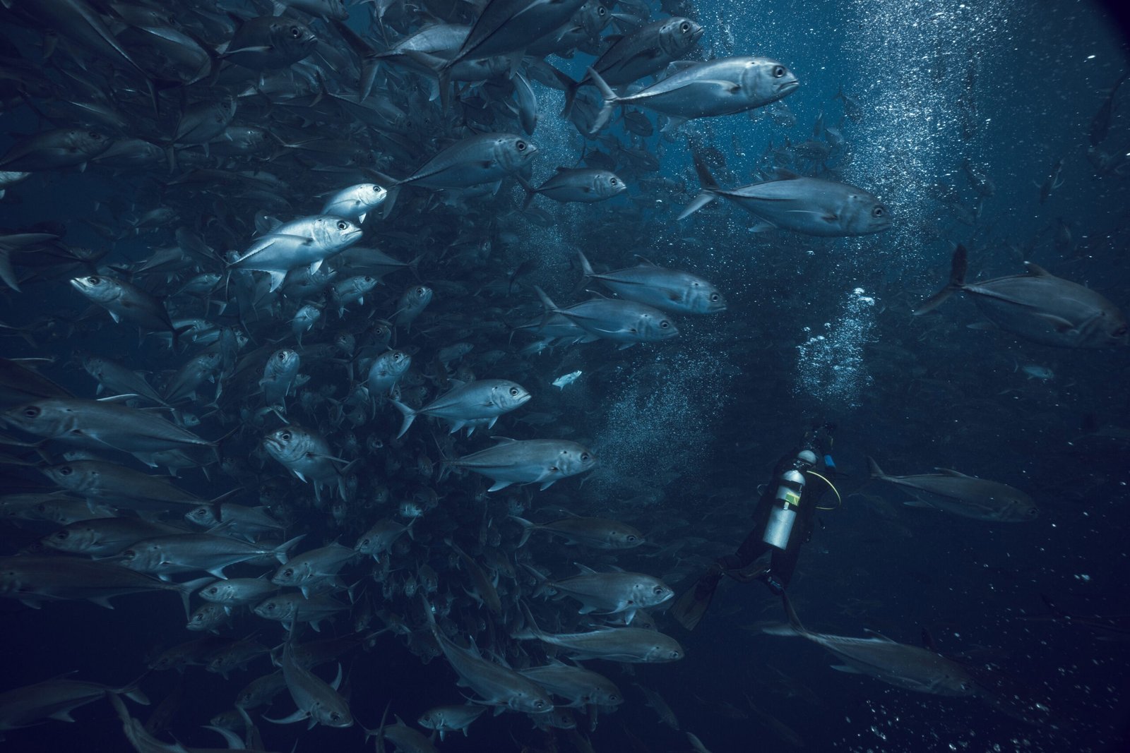 Scuba diver surrounded by fish underwater in Costa Rica